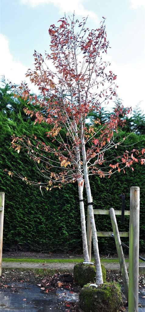 Prunus avium 'Plena' 6-8 LS